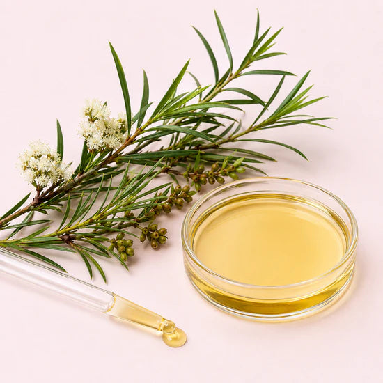 Aceite de Arbol de Te